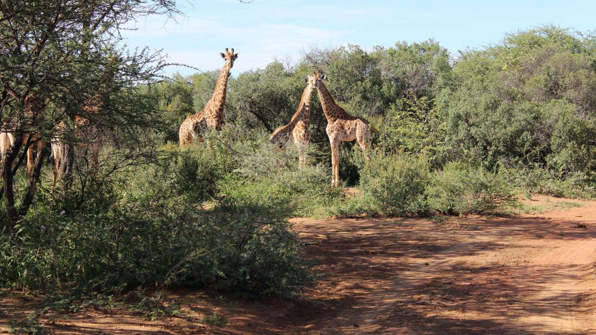 Thabaledi Game Lodge Brits Exterior foto